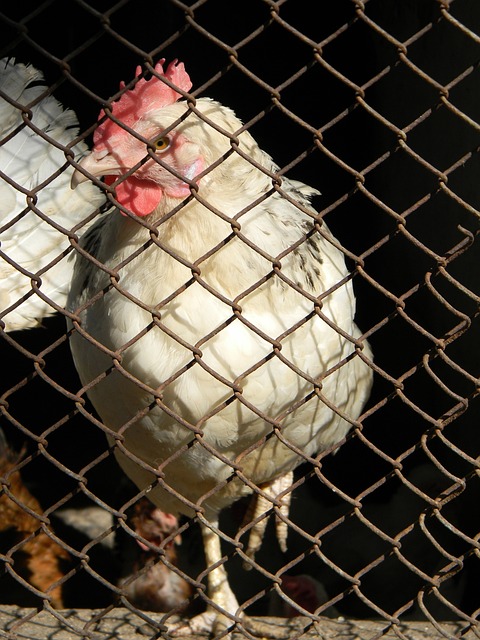 洪都拉斯无缘世界杯，教练泪洒发布会：我们就因一个球被淘汰